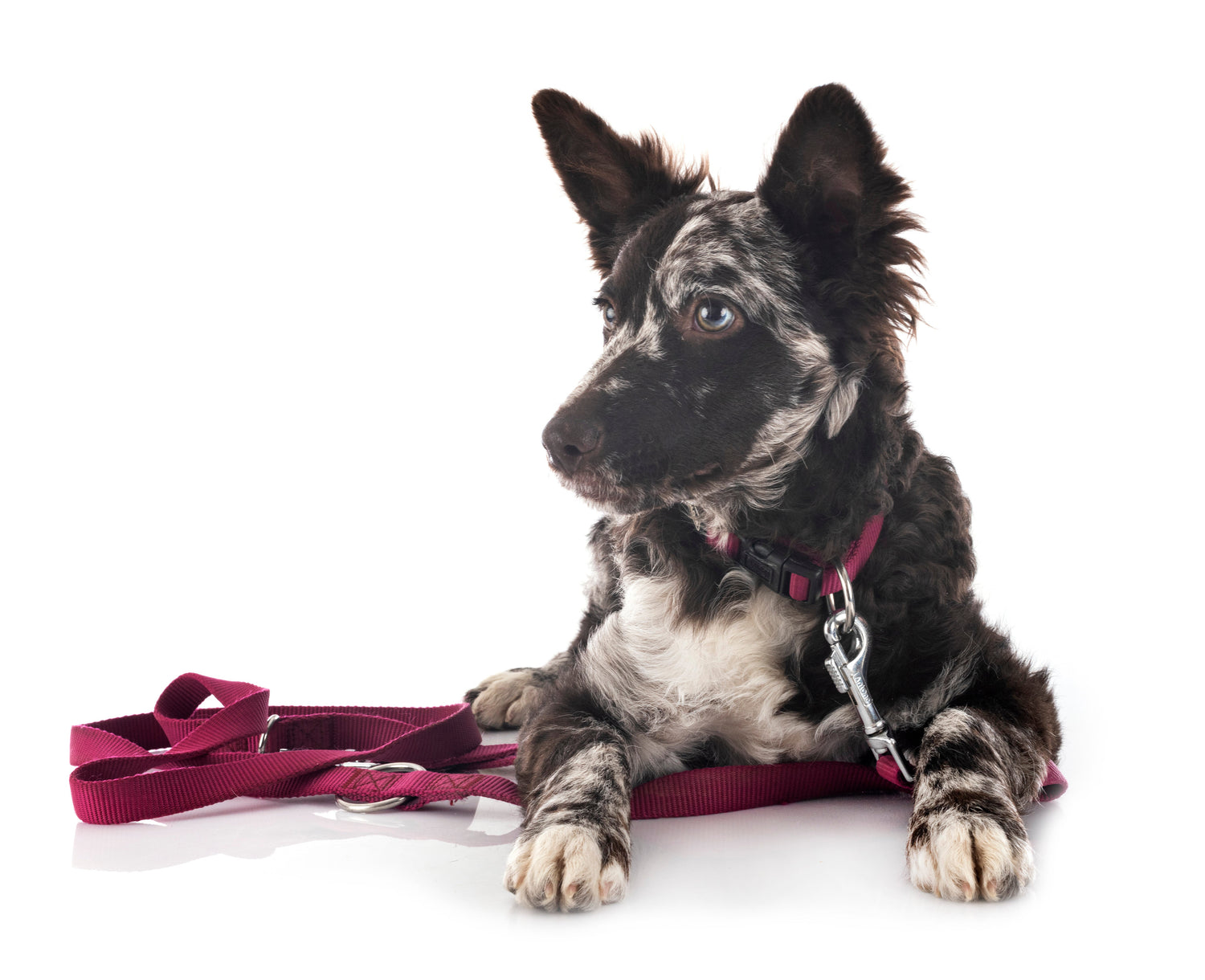 Leash Sets