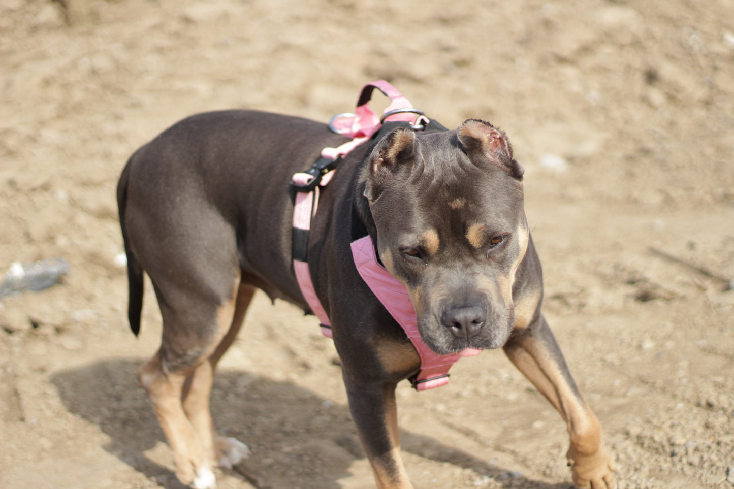 Terrain Dog Airtag Harness - Bubblegum