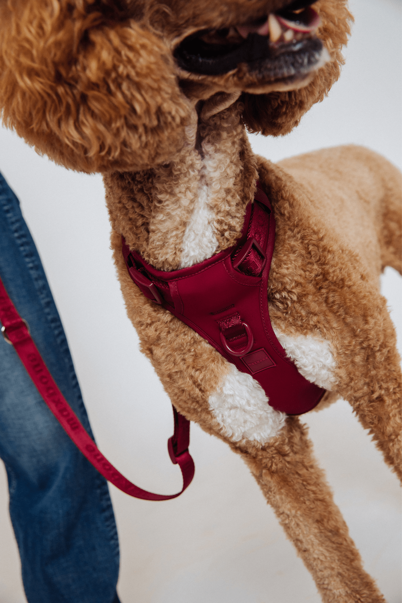 Easy Fit Harness