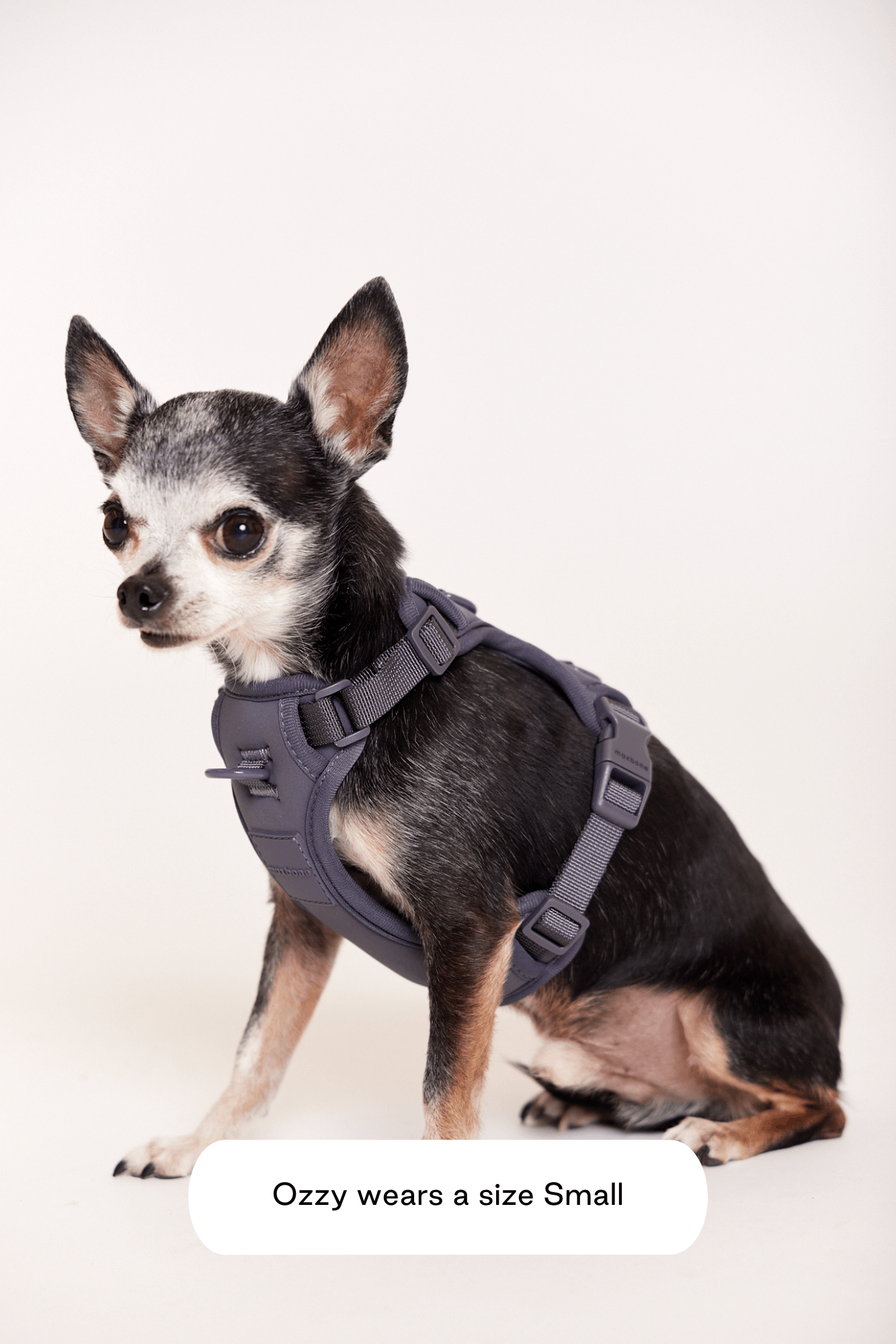 Hazel Leash Bundle
