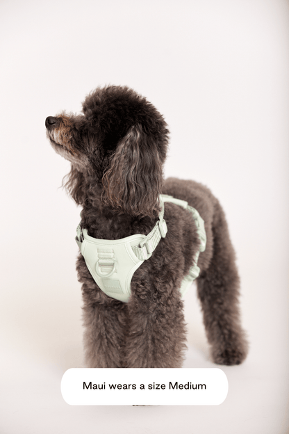 Hazel Leash Bundle