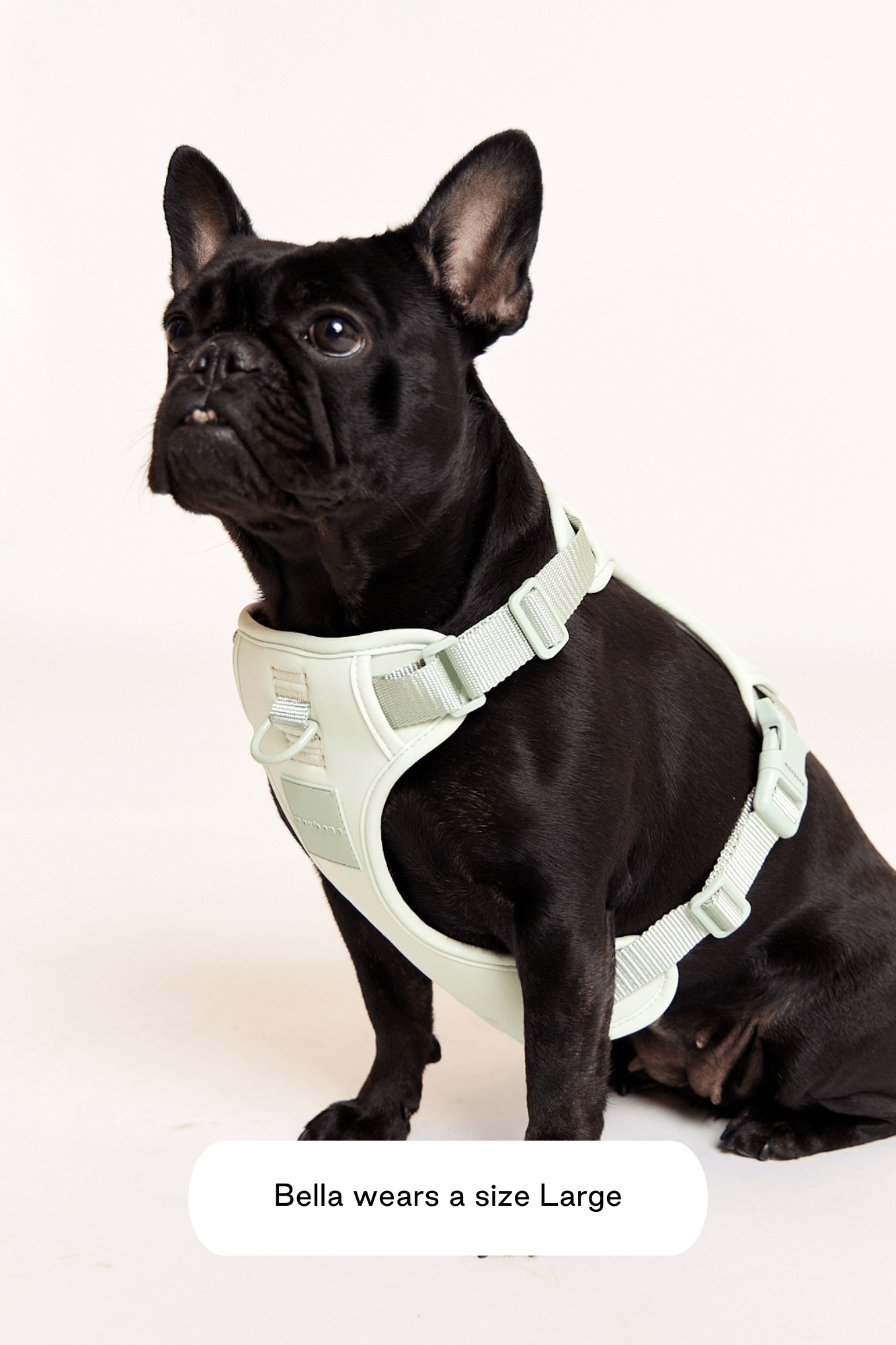 Hazel Leash Bundle