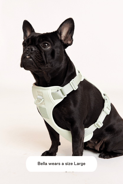 Hazel Leash Bundle