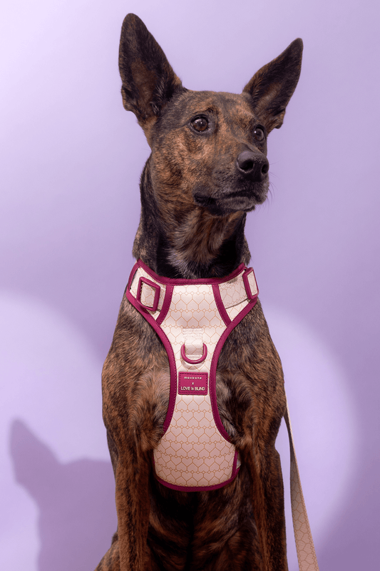 Love Is Blind x maxbone Walk Set
